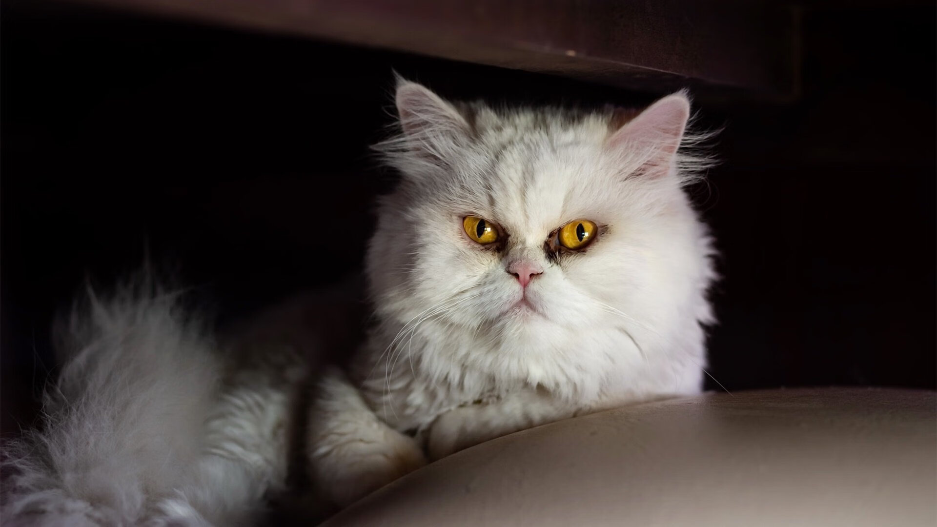 _火箭队迎战强敌,奋勇争胜_,火箭队伍