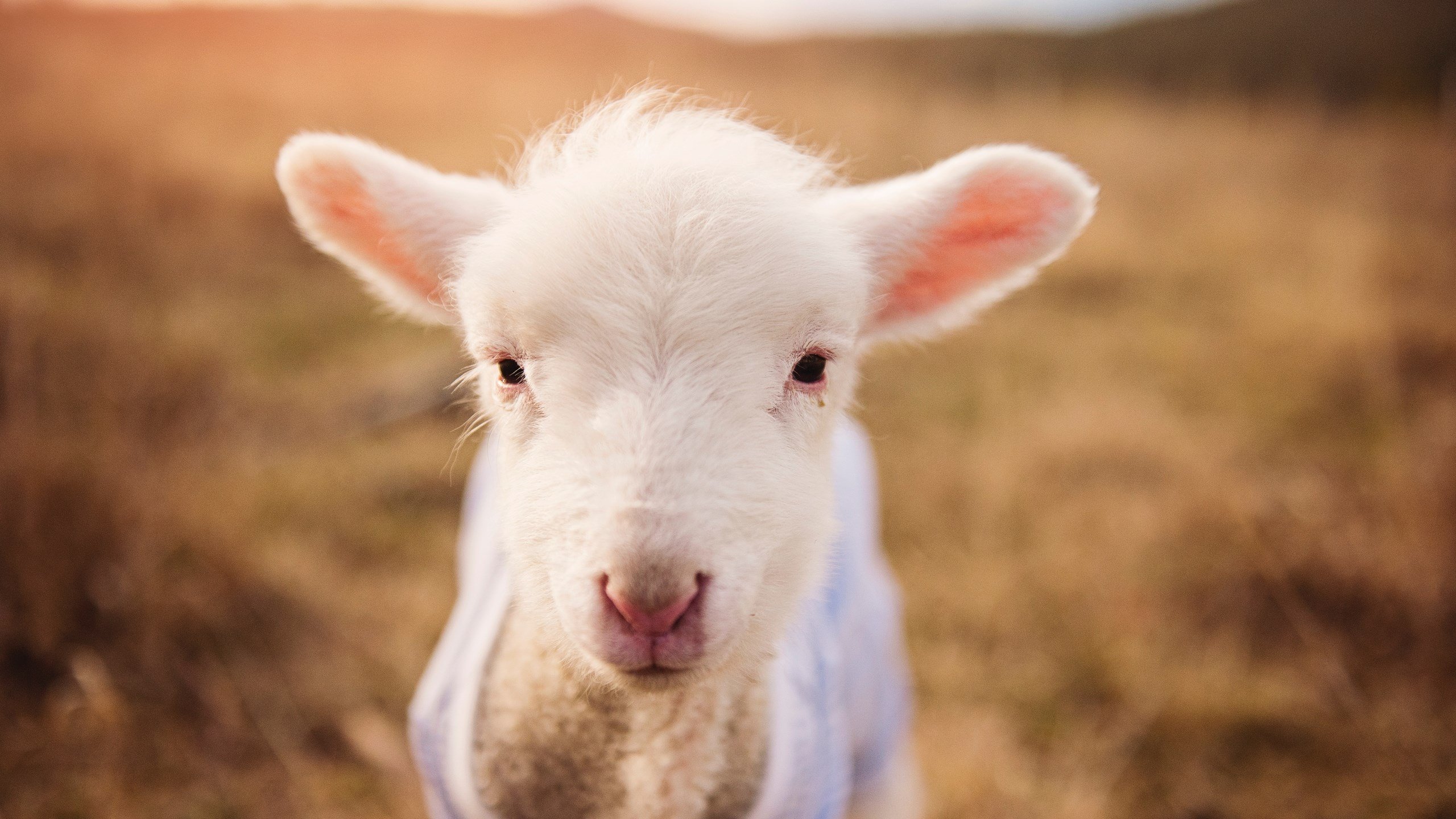 【赛事统计】关键数据解析与趋势预测，业务高手必修课_如何看懂关键数据