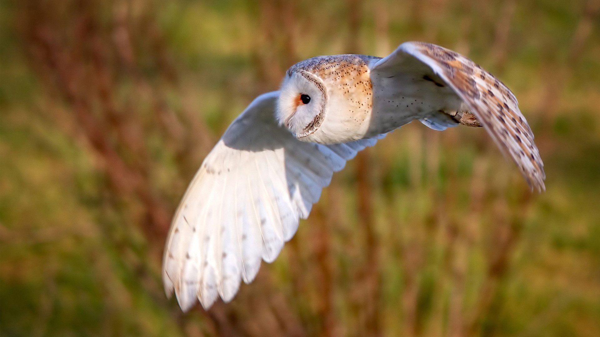 Kaiyun APP-全球热搜：为什么墨西哥踢雪地足球这么强？，墨西哥雪球容易出状态吗